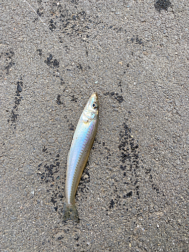 キスの釣果