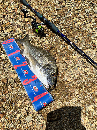 ミナミクロダイの釣果