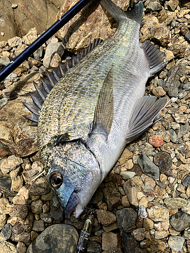 ミナミクロダイの釣果