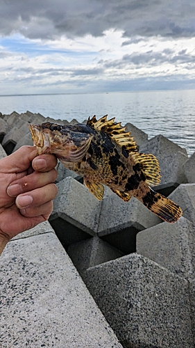 タケノコメバルの釣果