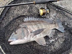 チヌの釣果