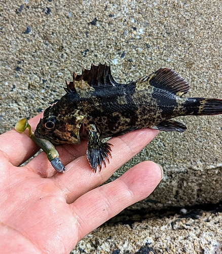 タケノコメバルの釣果