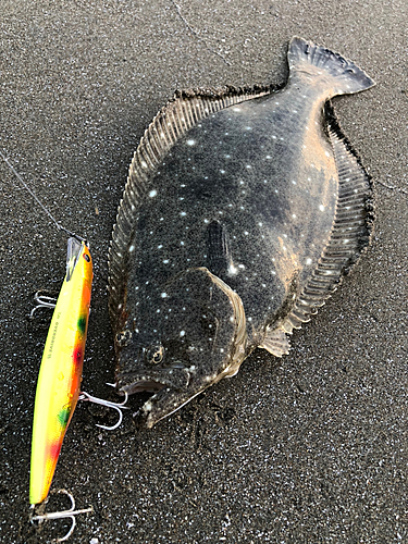 ヒラメの釣果