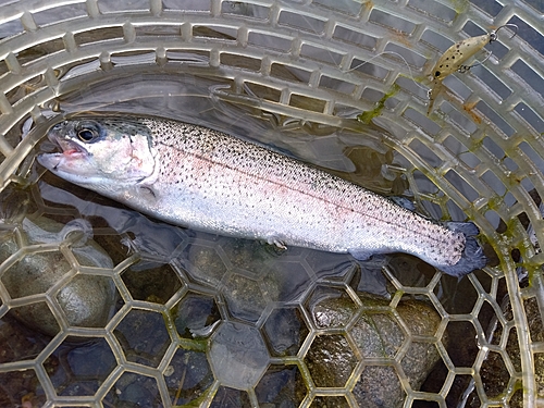 ニジマスの釣果