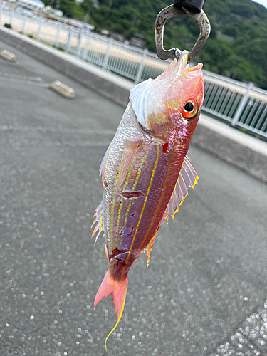 イトヨリダイの釣果