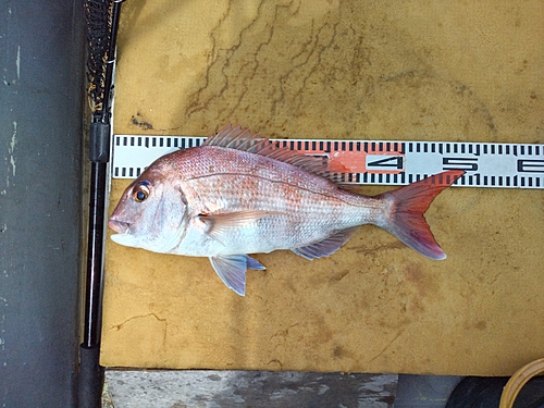 マダイの釣果