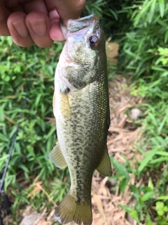 ブラックバスの釣果