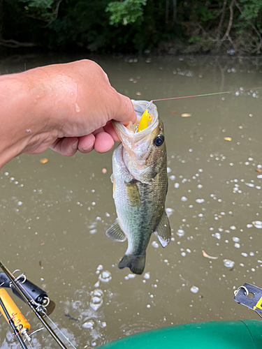 ラージマウスバスの釣果