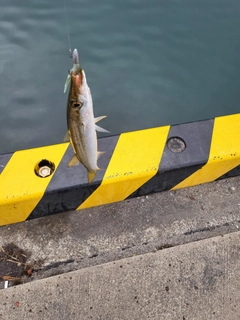 クロムツの釣果