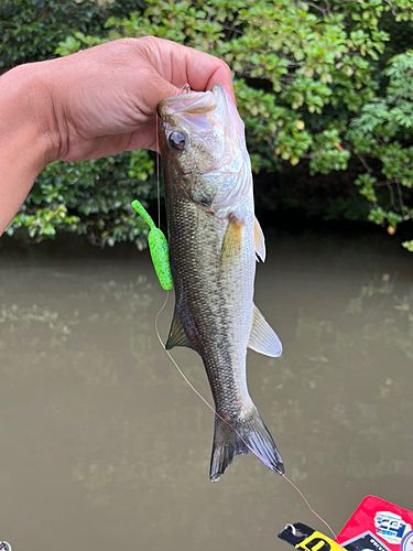 ラージマウスバスの釣果