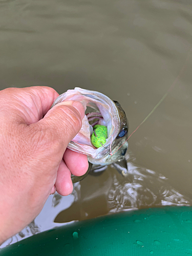 ラージマウスバスの釣果