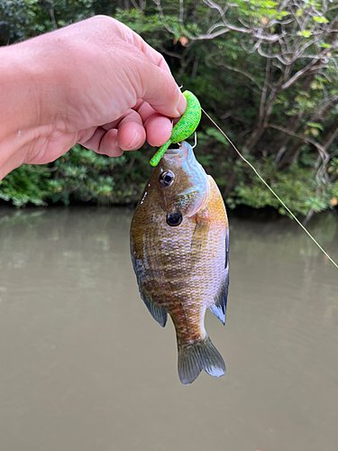 ブルーギルの釣果