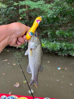 ラージマウスバスの釣果