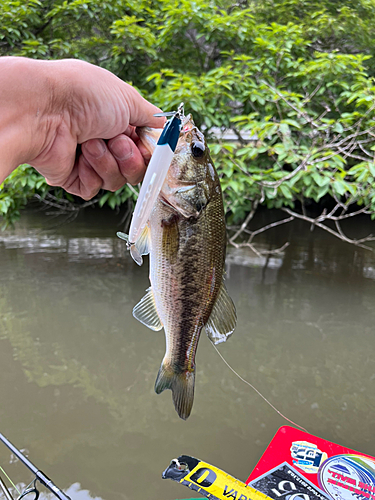 ラージマウスバスの釣果