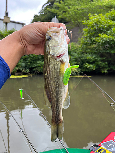 ラージマウスバスの釣果