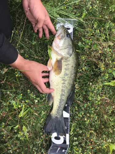 ブラックバスの釣果