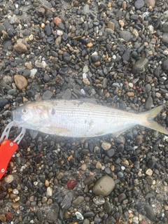 コノシロの釣果