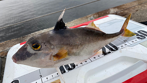 ギマの釣果