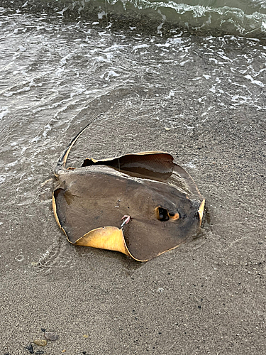 アカエイの釣果