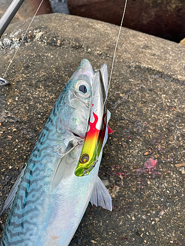 サバの釣果