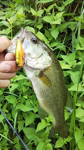 ラージマウスバスの釣果