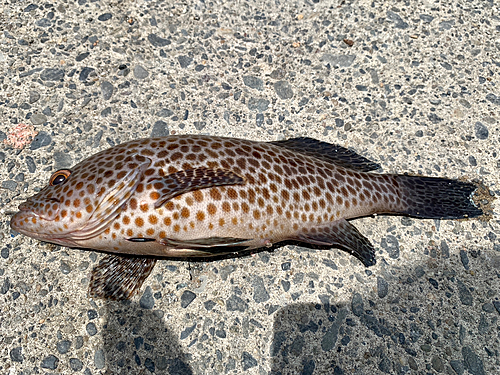 オオモンハタの釣果