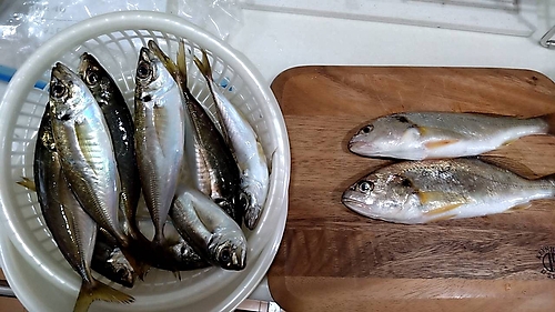 アジの釣果