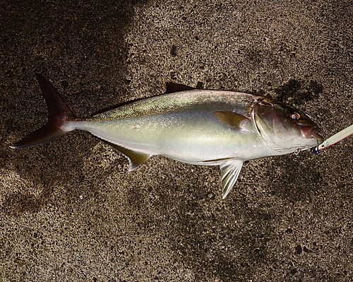 カンパチの釣果