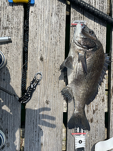 クロダイの釣果