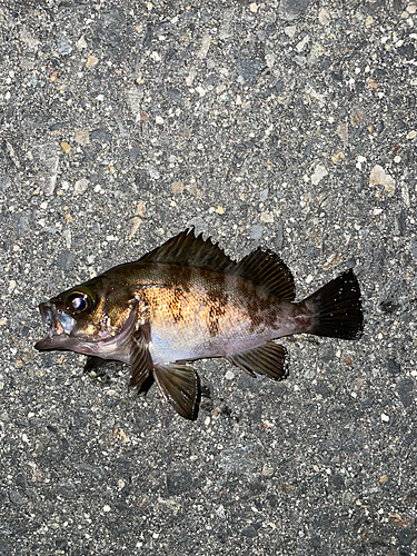 メバルの釣果