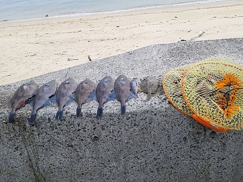 ウマヅラハギの釣果