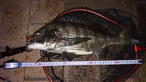 クロダイの釣果