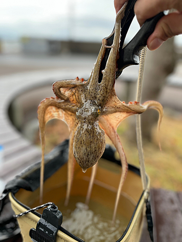 タコの釣果