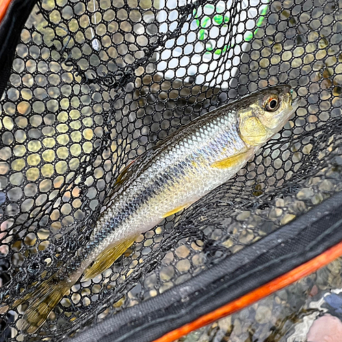 カワムツの釣果