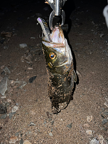 フッコ（マルスズキ）の釣果