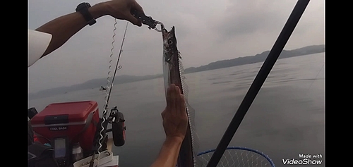 タチウオの釣果