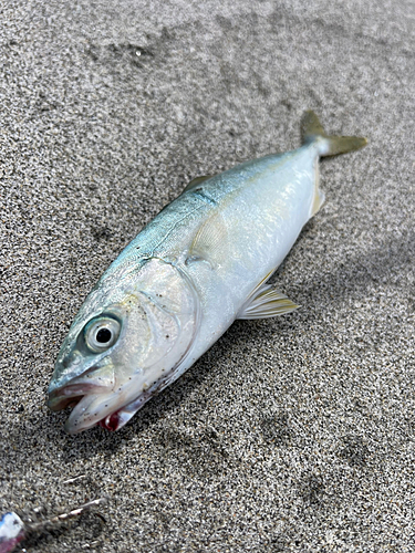 ワカシの釣果