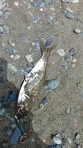 コノシロの釣果