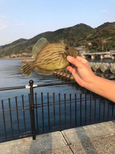 カワハギの釣果