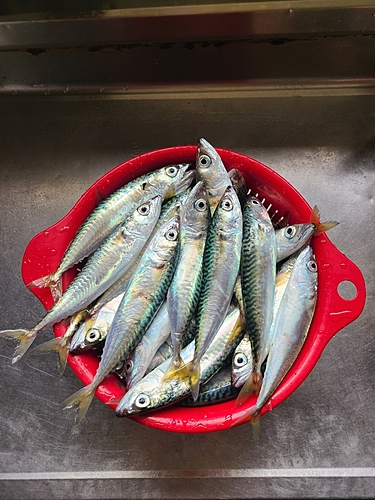 サバの釣果