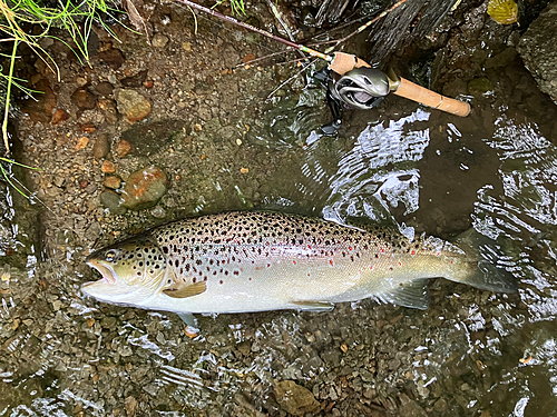 ブラウントラウトの釣果