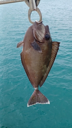 ヒメテングハギの釣果