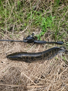 ライギョの釣果