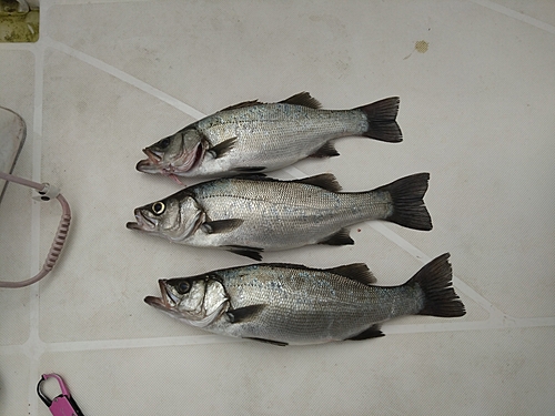 ヒラスズキの釣果