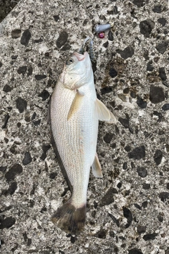 イシモチの釣果