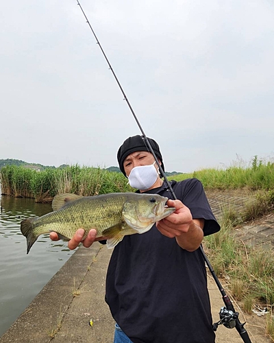 ラージマウスバスの釣果