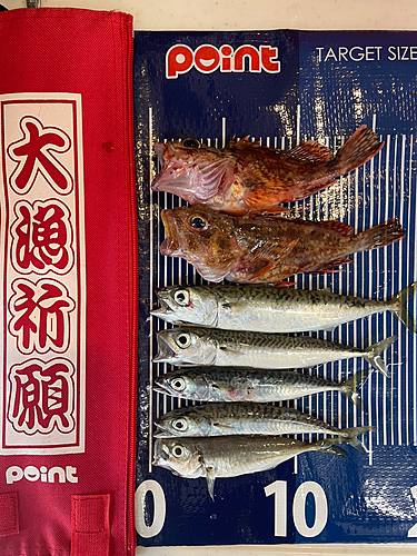 アラカブの釣果