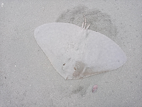 エイの釣果