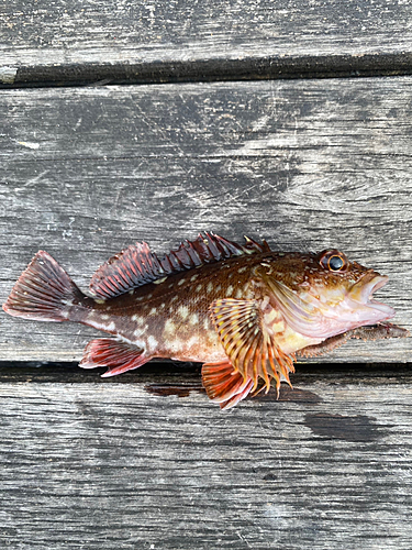 カサゴの釣果