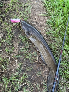 ナマズの釣果